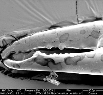 Media type: image;   Invertebrate Zoology 134639